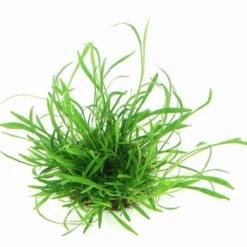 DENNERLE Wasserpflanzen-Set "100 L Basic" 21 DENNERLE Wasserpflanzen-Set "100 L Basic" -Zoofachgeschäft c0290522f98f09ba738a631493a2868ae2d06c9f 50345e948b073844d5159c5a2db2c79c3a18b5a2