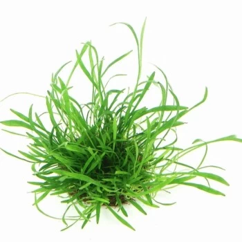 DENNERLE Wasserpflanzen-Set "100 L Basic" 8 DENNERLE Wasserpflanzen-Set "100 L Basic" – Bild 6