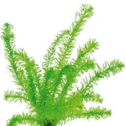 DENNERLE Wasserpflanzen-Set "60L Mix Basic" 13 DENNERLE Wasserpflanzen-Set "60L Mix Basic" -Zoofachgeschäft c611cfc3304c6dea406ebfb3d40eca1e3df079b4 e0acd0f6f0c0f4434f3244304818a6e05936a422