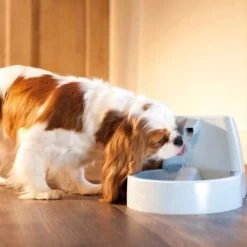 PetSafe Drinkwell Trinkbrunnen Original, 1,5 Liter 9 PetSafe Drinkwell Trinkbrunnen Original, 1,5 Liter -Zoofachgeschäft cb67b5accb6fdd9ec3530e007fd4ef1689efc995 0a695b0c941d72c4fef9fa23bc6300c73cab799d