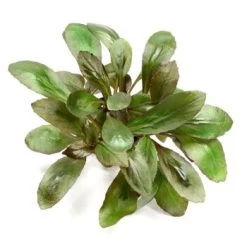 DENNERLE Wasserpflanzen-Set "30L Basic" 12 DENNERLE Wasserpflanzen-Set "30L Basic" -Zoofachgeschäft d0a6eecb2146b582bd0cce89be2f854f9be7fccf 21117bea75df595fca9aca16326099adec1fe6cf