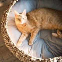 District 70 COCOON Natural M -Zoofachgeschäft d1bca9000c27271741682ed9d9947040fa216679 010fccd4edaf289528235b12a94f95e756b71b5e