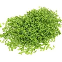 DENNERLE Wasserpflanzen-Set "30L Basic" 11 DENNERLE Wasserpflanzen-Set "30L Basic" -Zoofachgeschäft d43e4e7fe46129dcc41be2d2eab2c98b73e42da7 9776f434ed0ed76403214a54877693bf2b4f8553