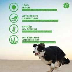 Irish Pure 12 X Freiland-Huhn (Junior) -Zoofachgeschäft d688e71d8c29d05425c38b35fb42cc408452dc99 1654792 de DE 3f0168505ec72f5fbfb5e3517762b2a2c9dfa49etNvuDX