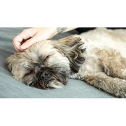 Mammaly Forever Young 110g 12 Mammaly Forever Young 110g -Zoofachgeschäft d75e80309e38d9419395e04d6d462b3faf057eae 1472891 6