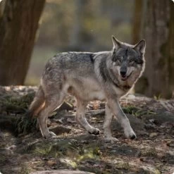 REAL NATURE WILDERNESS True Country Junior 16x100g -Zoofachgeschäft d8df16d01d44eca47dceb4029baf88ff4ded8402 1248542 de DE Real Nature Wilderness Dog bild 1