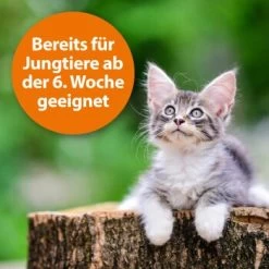 Ardap Zecken- Und Flohpuder 150g 11 Ardap Zecken- Und Flohpuder 150g -Zoofachgeschäft dbdf009c8d0233872761402d57b066832841a21c 1341059 de DE 346ada57fd64265cd7e33fec00853a93b033d4599B7b3A