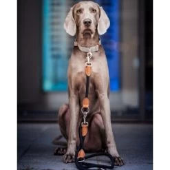 Freudentier Runde Hundeleine Aus Nylon -Zoofachgeschäft e043e3babe1da676083594f11784249ed4e700a3 1427873 de DE 7614b620bfe486fc2f3e63c25887ac1926715cda6Q1ahb