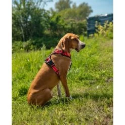 Lionto Hundegeschirr Rot S -Zoofachgeschäft e1e5d7281bb54587c9cff27191ba403207d751ba 1505063 de DE 33ca4878bd99f4cd08d64587c69816d2bb9620798GDLth
