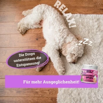 BeG Buddy Beruhigungsmittel Anti Stress 6 BeG Buddy Beruhigungsmittel Anti Stress – Bild 4