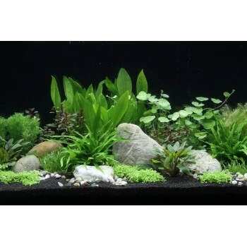 DENNERLE Wasserpflanzen-Set "100 L Basic" 3 DENNERLE Wasserpflanzen-Set "100 L Basic"