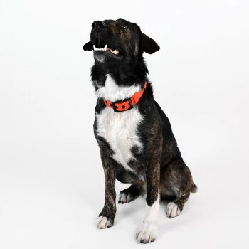 THE DOG IDEA Biothane Halsband Orange Neon Orange M 7 THE DOG IDEA Biothane Halsband Orange Neon Orange M – Bild 5