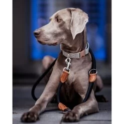 Freudentier Runde Hundeleine Aus Nylon -Zoofachgeschäft f8f256cdaeb1acde6809a45a599bd9fdb3390343 1427873 de DE 6abe2bc9d23b4a9d0cec286f93299c2255c7c0f6NATb9C