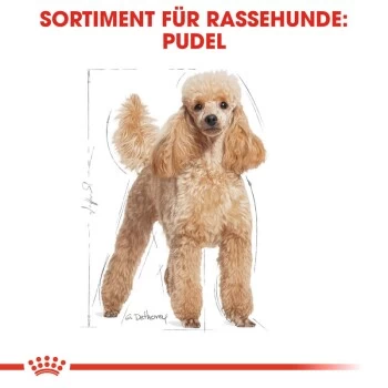 ROYAL CANIN Poodle Adult In Soße 12x85g 5 ROYAL CANIN Poodle Adult In Soße 12x85g – Bild 3